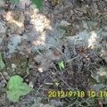 棉花降解地膜