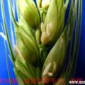 小麦缺硼