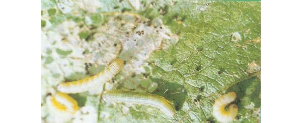 甜菜夜蛾幼虫（淡绿色）.JPG
