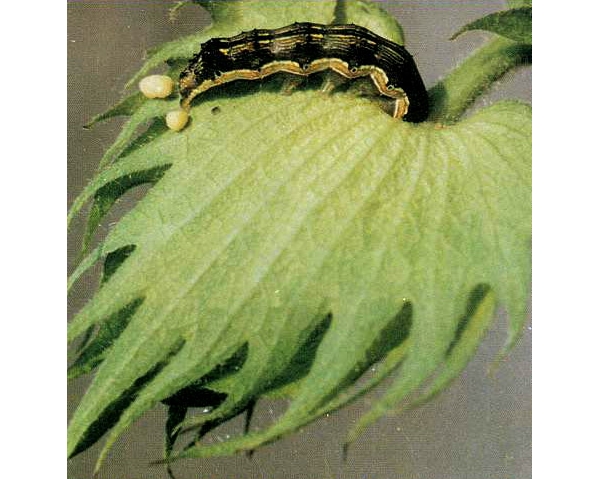 棉铃虫幼虫（黑褐色型）.jpg