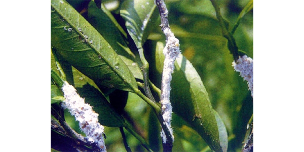 棉蚜25.jpg