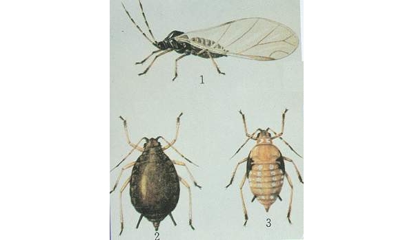 棉蚜放大1.有翅胎生雌蚜2.无翅胎生雌蚜3.若蚜.jpg