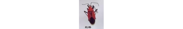 蝽象3.jpg
