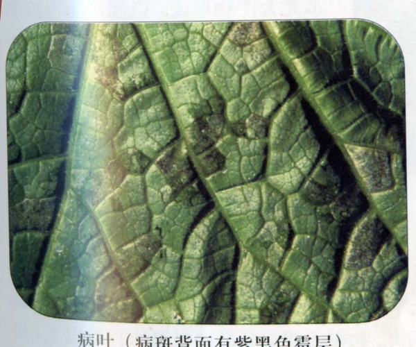 黄瓜霜霉病叶背灰霉.jpg