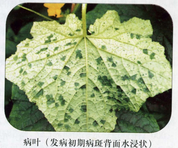 黄瓜霜霉病初发病状.jpg
