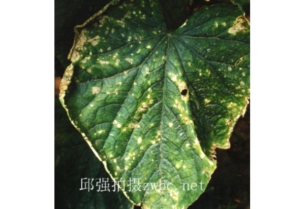 黄瓜细菌性角斑病.jpg