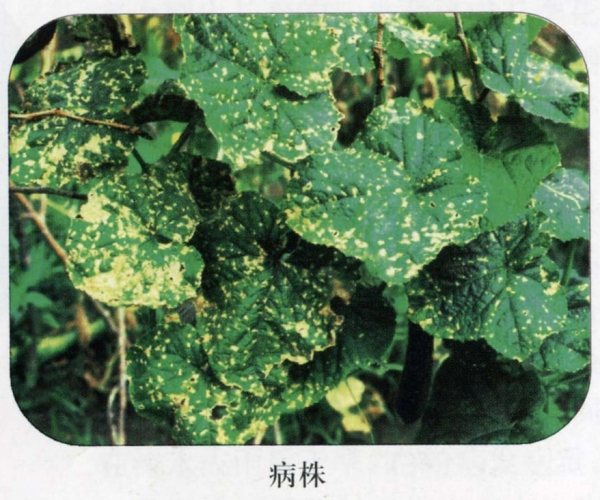 黄瓜细菌性角斑病株.jpg