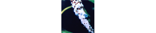 菌核病.jpg