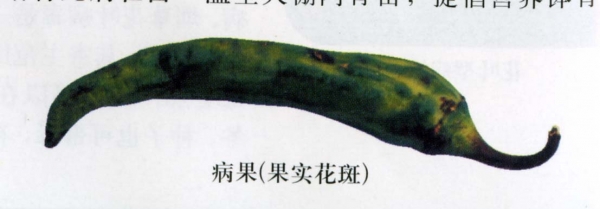 辣椒病毒病果