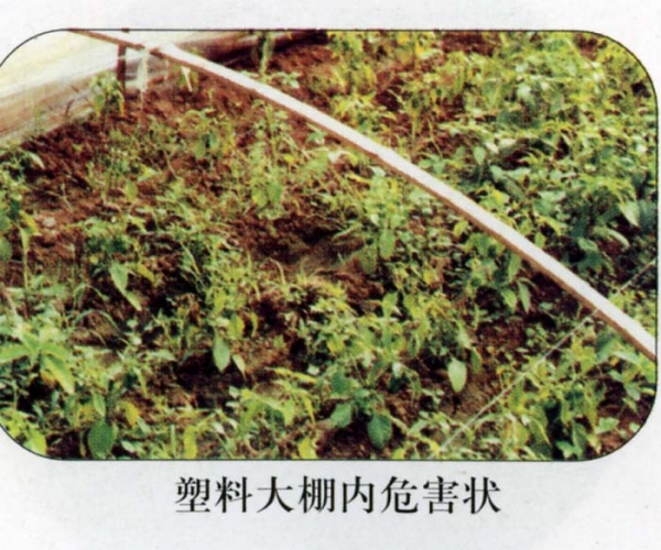 辣椒大棚内灰霉病状