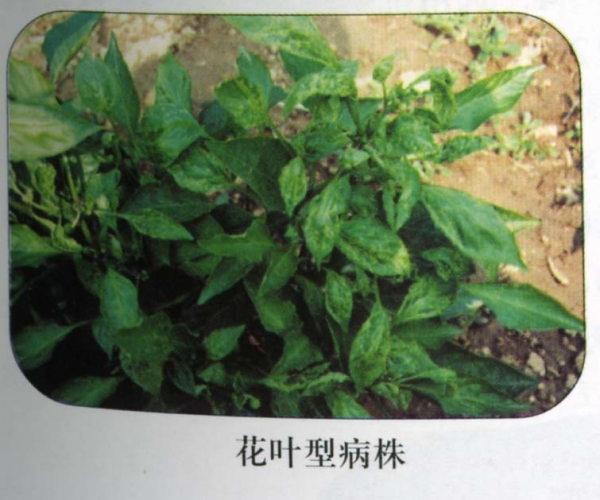 辣椒花叶病株