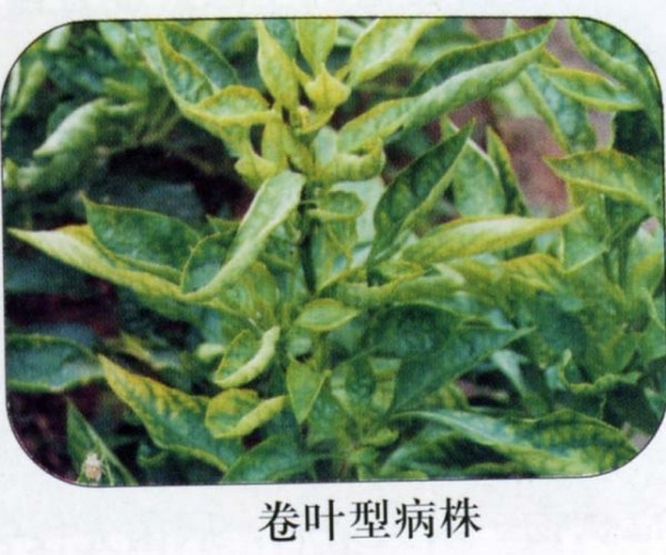 辣椒卷叶病毒病