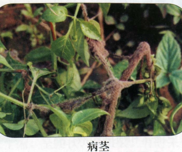 辣椒灰霉病株.jpg