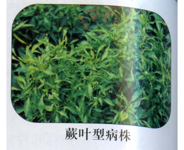 辣椒蕨叶病毒株