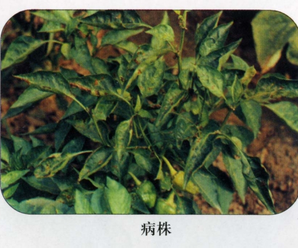 辣椒细菌性叶斑病株