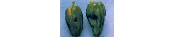 镰刀菌腐烂病