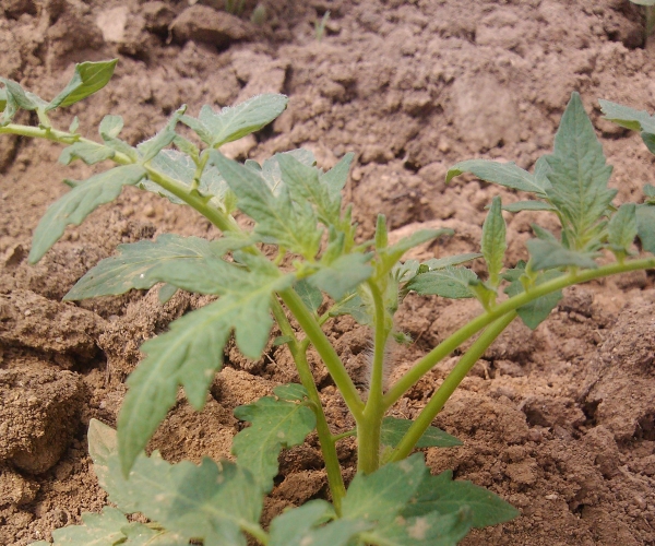 不拔节