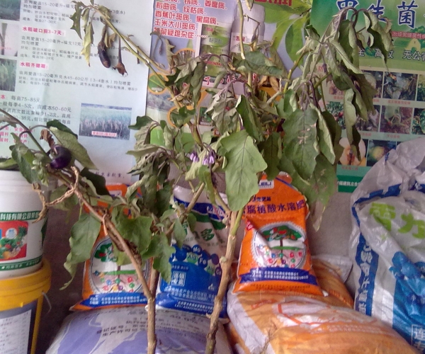 20120822361.jpg