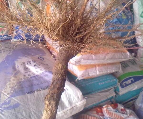 20120822359.jpg