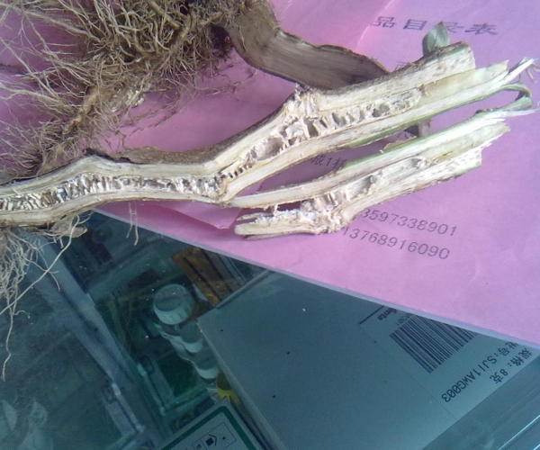 20120822374.jpg