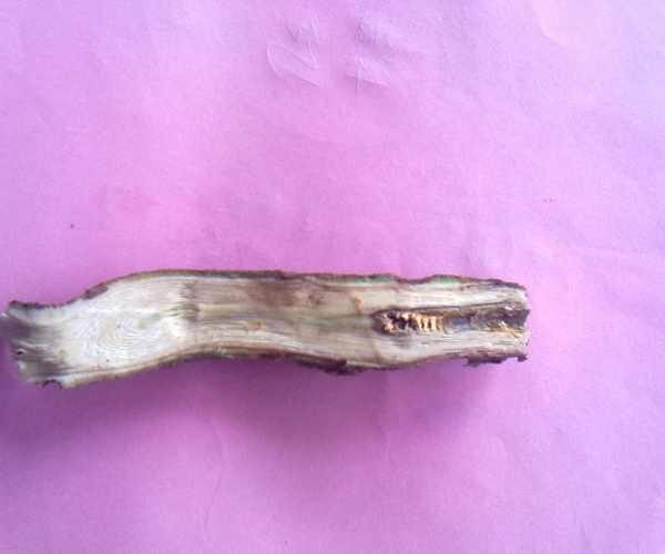 20120822370.jpg