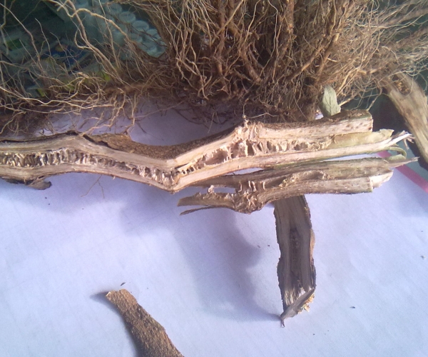 20120822381.jpg