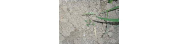 psb3.jpg