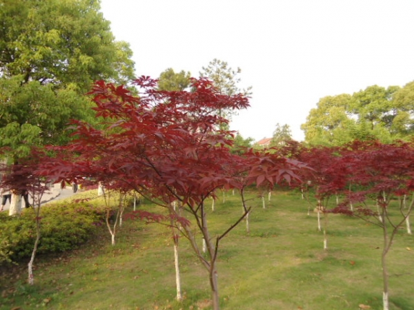 psu.jpg