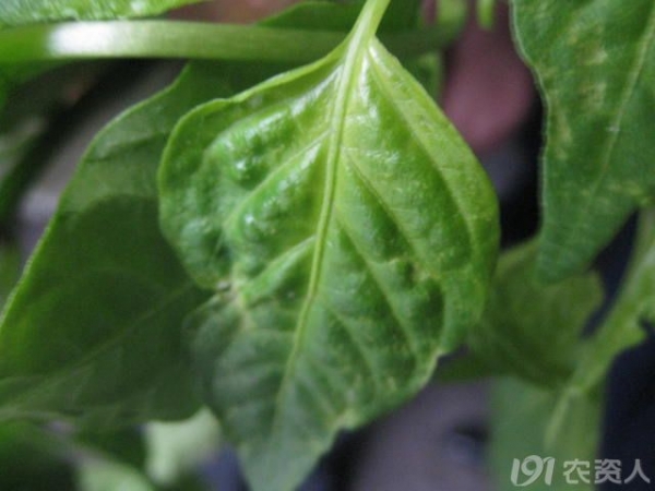 155_116713_f6a59979e1d274b.jpg