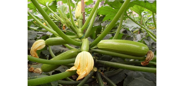 201232411538169.jpg