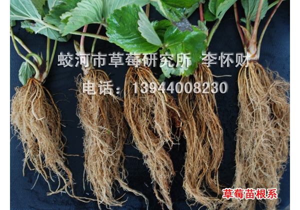 苗 (12).JPG