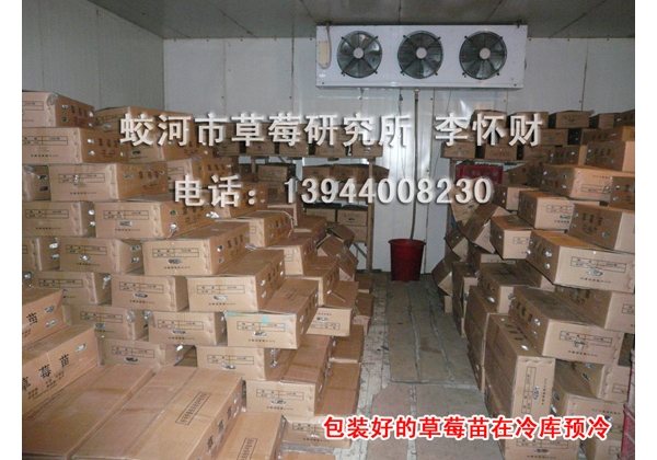 苗 (22).JPG