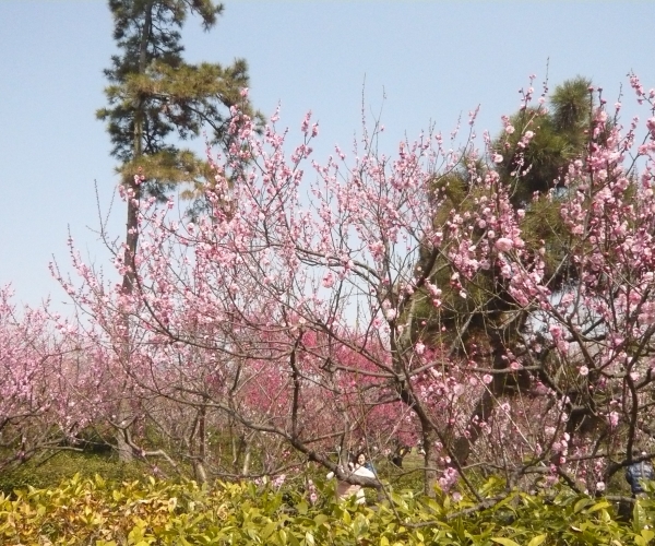 梅花山上梅花开