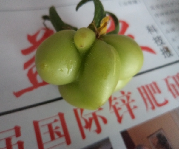 近照