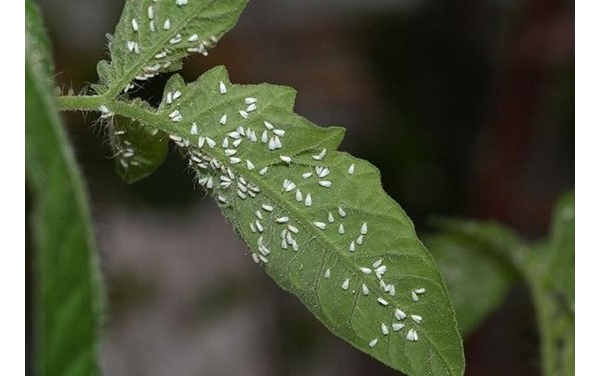 白粉虱
