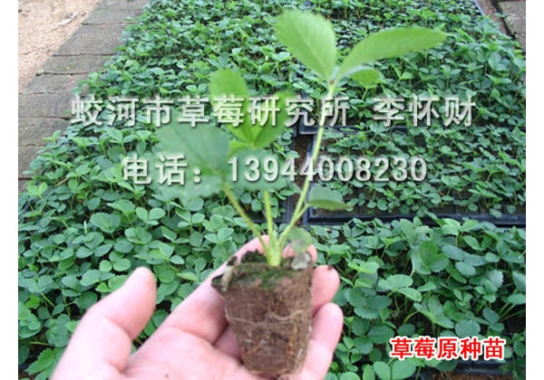 苗 (4).jpg