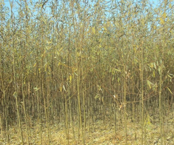 201110141544302845.jpg