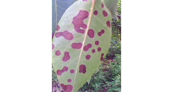 IMG0135A.jpg