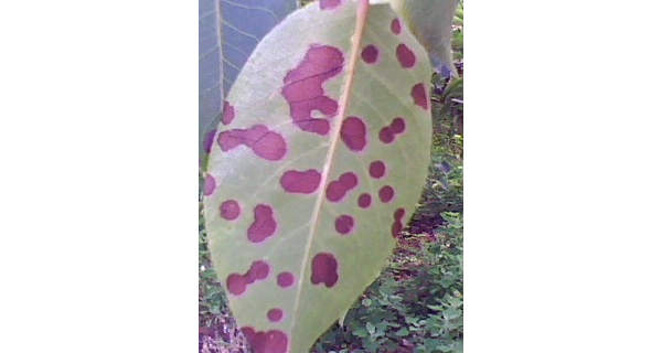 IMG0136A.jpg