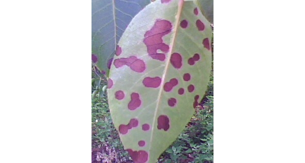 IMG0137A.jpg