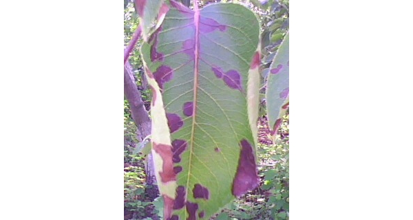 IMG0141A.jpg