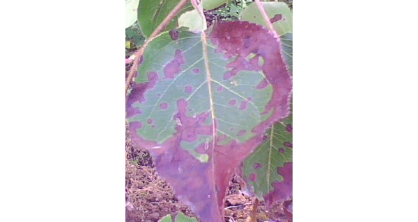IMG0145A.jpg