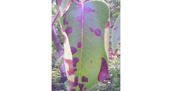 IMG0142A.jpg