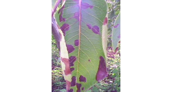 IMG0143A.jpg