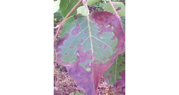 IMG0144A.jpg