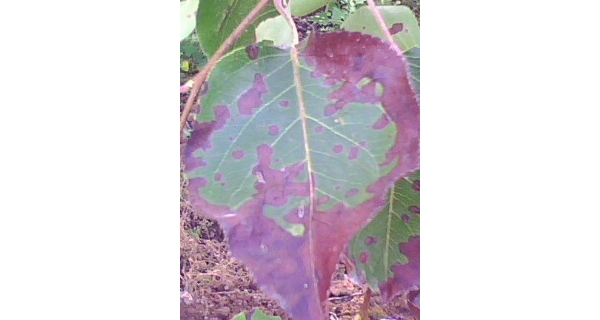 IMG0146A.jpg