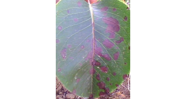 IMG0147A.jpg