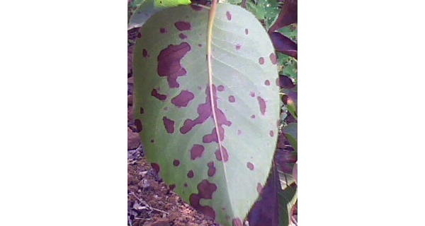 IMG0151A.jpg