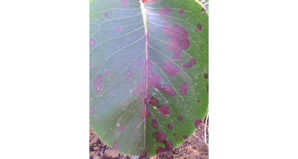 IMG0148A.jpg