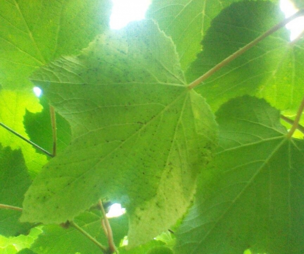 QQ图片20130611161619.jpg